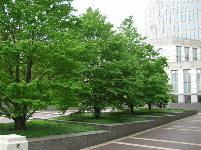 Picture of Cercidiphyllum%20japonicum%20%20Katsura%20Tree