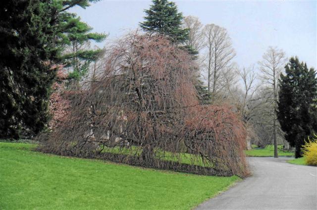 Picture of Cercidiphyllum japonicum 'Amazing Grace' Amazing Grace Weeping Katsura