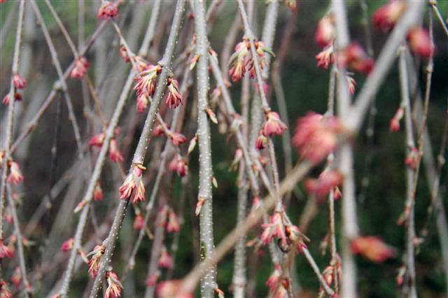 Picture of Cercidiphyllum japonicum 'Amazing Grace' Amazing Grace Weeping Katsura