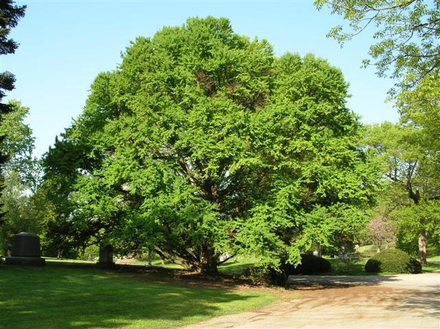 Picture of Cercidiphyllum japonicum  Katsura Tree