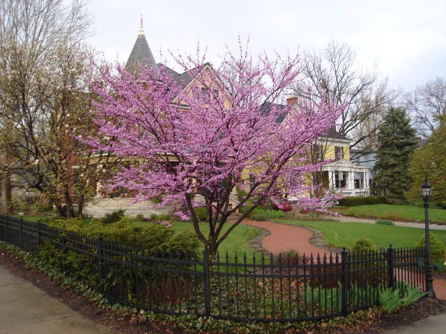 Picture of Cercis canadensis  Eastern Redbud