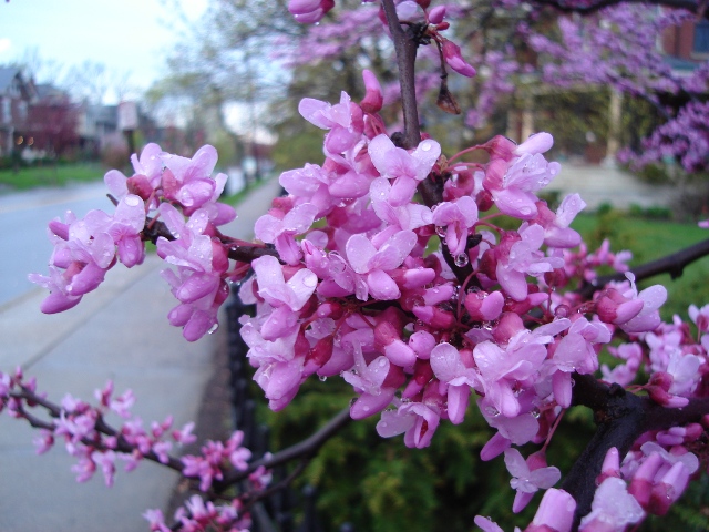 Picture of Cercis canadensis  Eastern Redbud