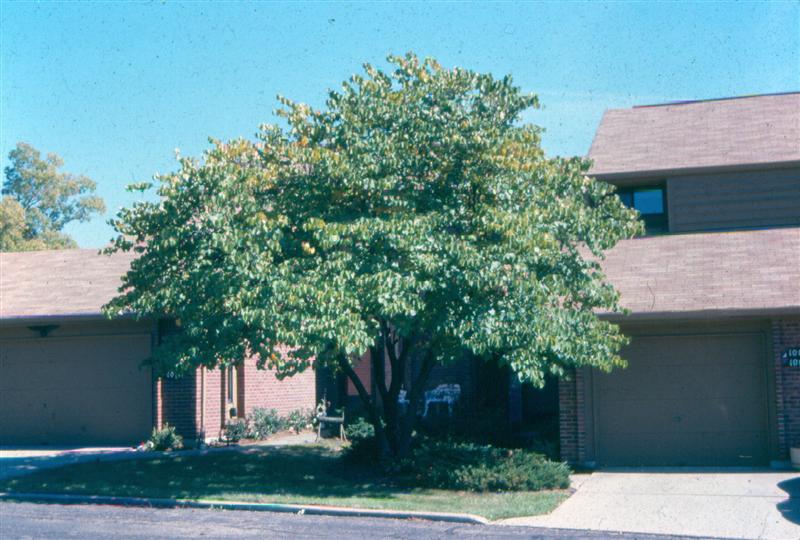 Picture of Cercis canadensis  Eastern Redbud