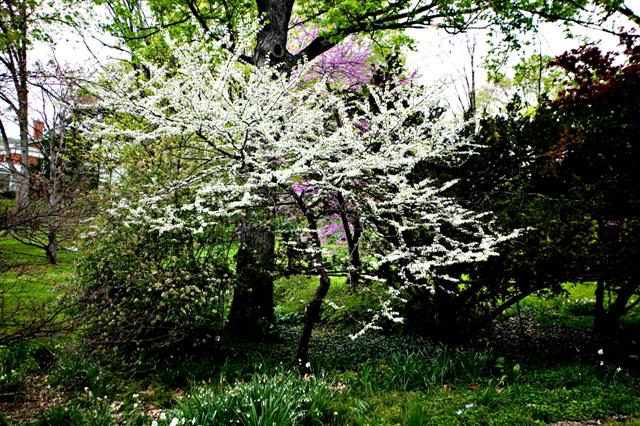 Picture of Cercis canadensis f. alba  White Redbud