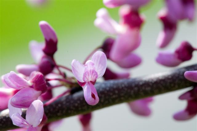 Picture of Cercis canadensis  Eastern Redbud