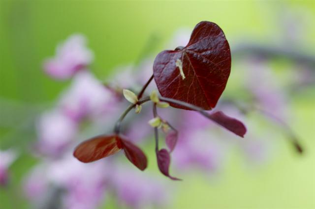 Picture of Cercis canadensis 'Forest Pansy' Forest Pansy Redbud