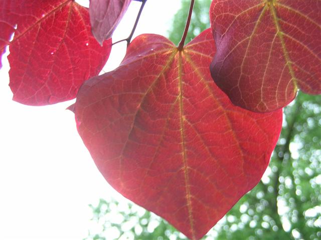 Picture of Cercis canadensis 'Forest Pansy' Forest Pansy Redbud
