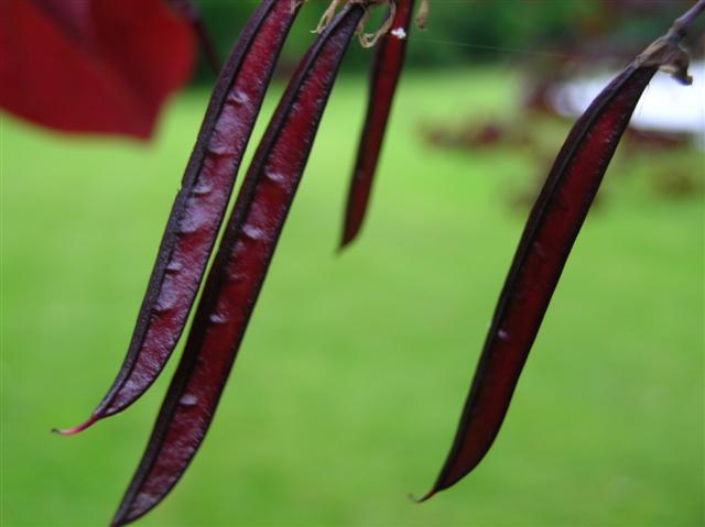 Picture of Cercis canadensis 'Forest Pansy' Forest Pansy Redbud