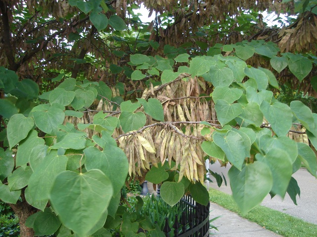 Picture of Cercis canadensis  Eastern Redbud