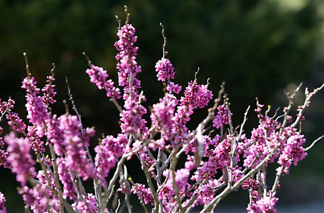 Picture of Cercis%20chinensis%20%20Chinese%20Redbud