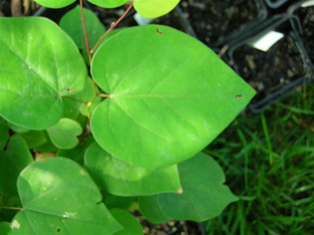 Picture of Cercis chinensis  Chinese Redbud