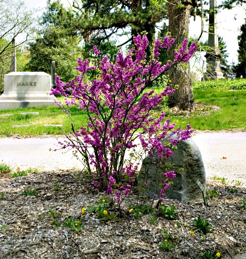 Cercis chinensis cercischinensis23blm.jpg