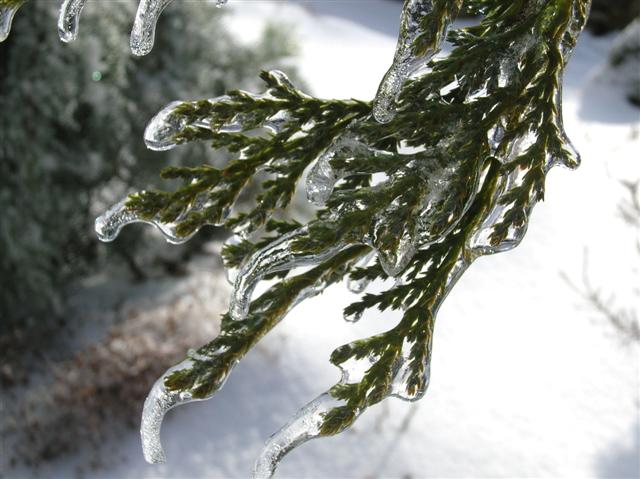 Picture of Chamaecyparis nootkatensis 'Pendula' Weeping Nootka Falsecypress, Weeping Alaska-cedar