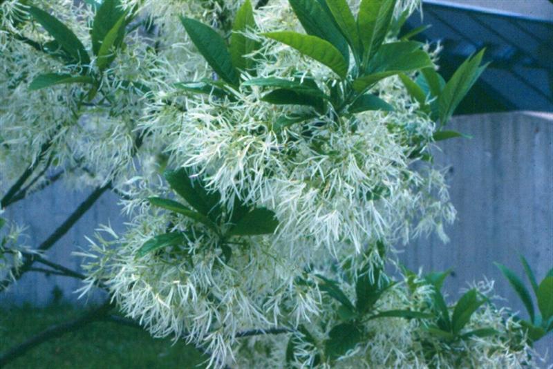 Picture of Chionanthus virginicus  White Fringetree