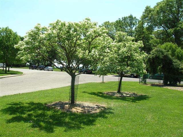 Picture of Chionanthus retusus  Oriental Fringetree