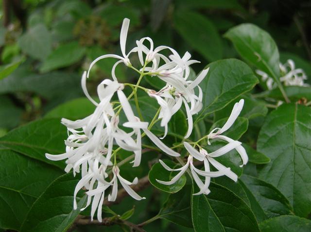 Picture of Chionanthus retusus  Oriental Fringetree