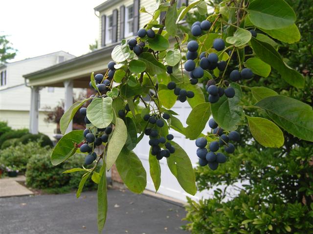 Picture of Chionanthus retusus  Oriental Fringetree