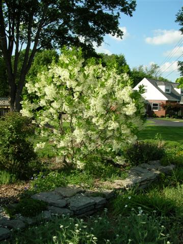 Picture of Chionanthus virginicus  White Fringetree