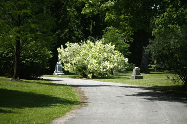 Picture of Chionanthus virginicus  White Fringetree