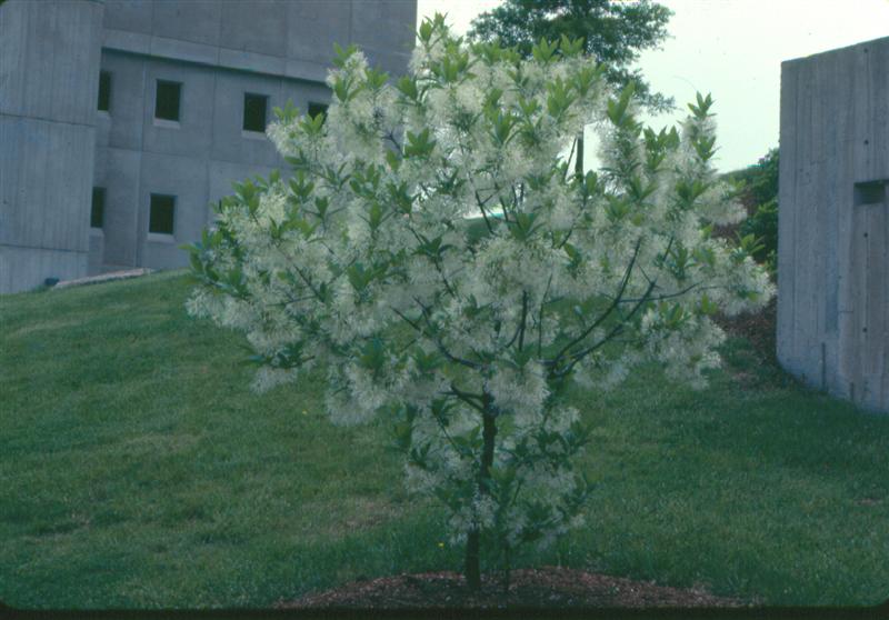 Picture of Chionanthus virginicus  White Fringetree