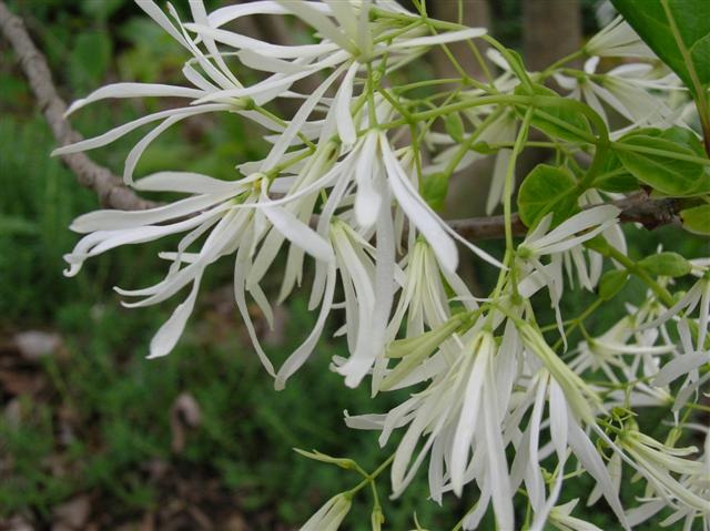 Picture of Chionanthus virginicus  White Fringetree