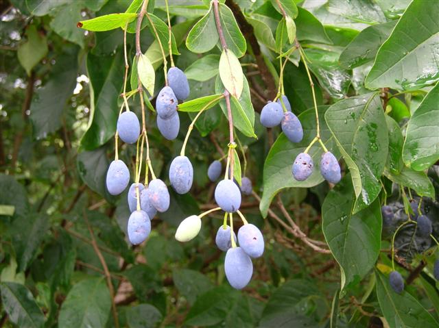 Picture of Chionanthus virginicus  White Fringetree