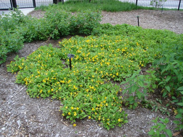 Chrysogonum virginianum chrysallenbush.JPG