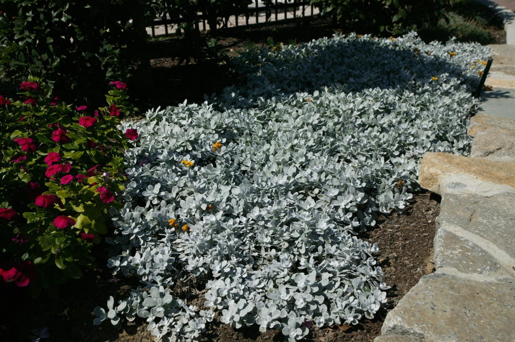 Picture of Chrysocephalum apiculatum 'Silver Fox' Silver Fox Chrysocephalum