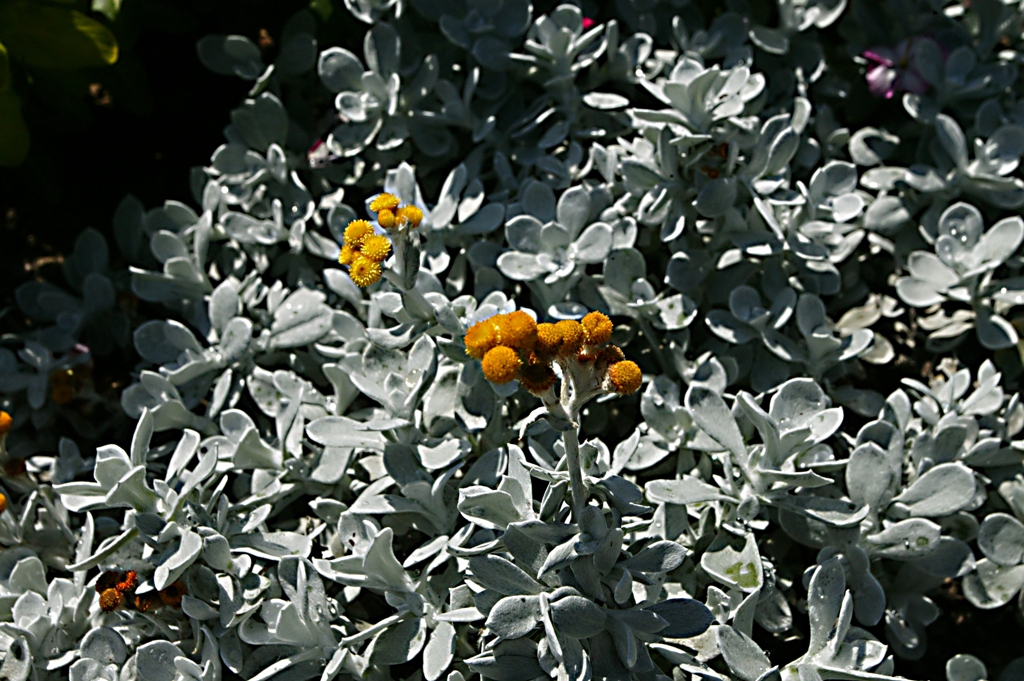 Picture of Chrysocephalum apiculatum 'Silver Fox' Silver Fox Chrysocephalum