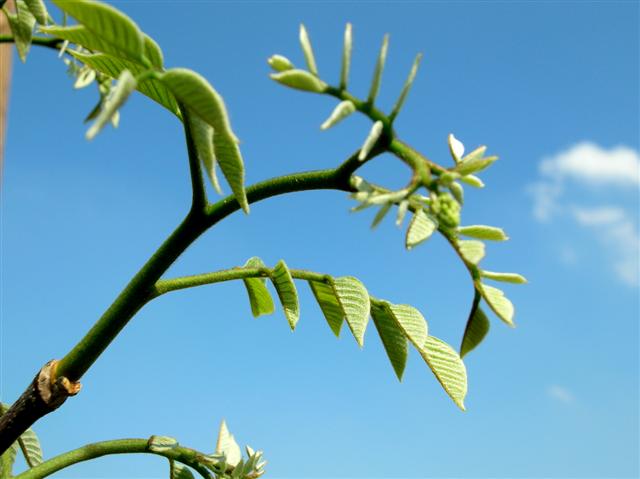 Picture of Cladrastis kentukea  Yellowwood