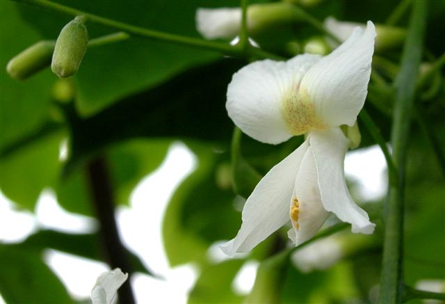 Picture of Cladrastis kentukea  Yellowwood