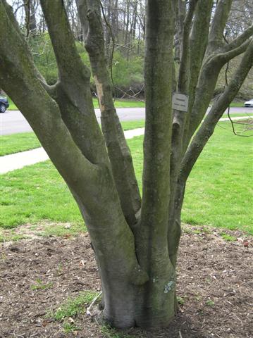 Picture of Cladrastis kentukea  Yellowwood