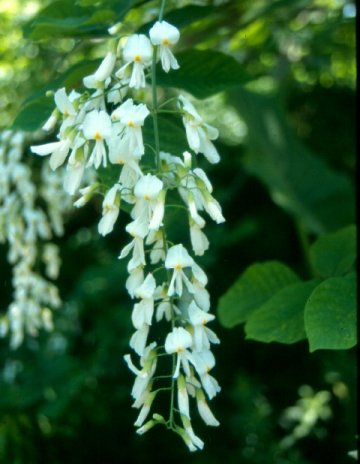 Picture of Cladrastis kentukea  Yellowwood