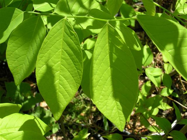 Picture of Cladrastis kentukea  Yellowwood