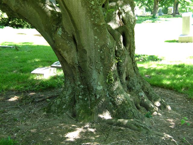 Picture of Cladrastis kentukea  Yellowwood