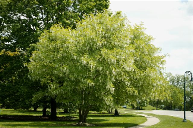 Picture of Cladrastis kentukea  Yellowwood