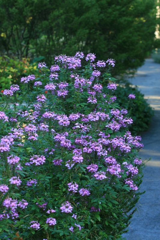 Picture of Cleome 'Senorita Rosalita' Senorita Rosalita Spider Flower