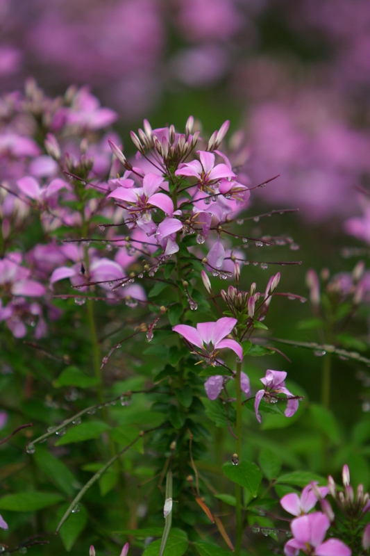 Picture of Cleome 'Senorita Rosalita' Senorita Rosalita Spider Flower