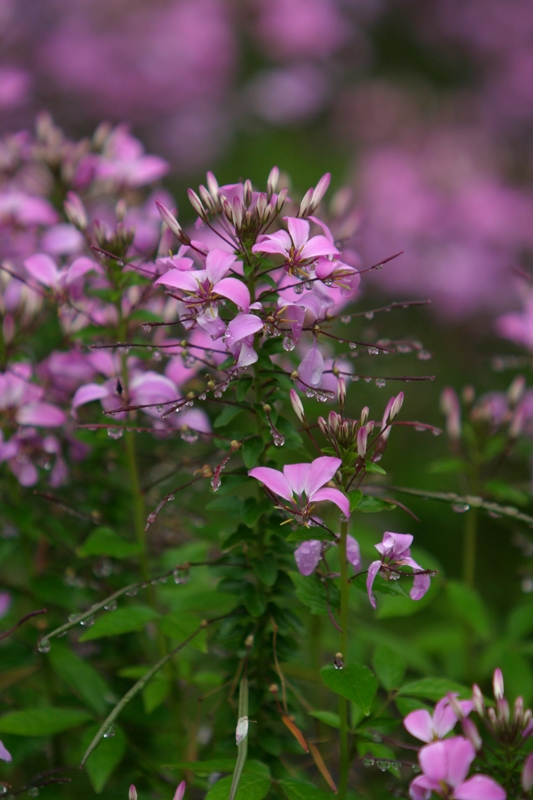 Picture of Cleome  'Senorita Rosalita' Senorita Rosalita Spider Flower