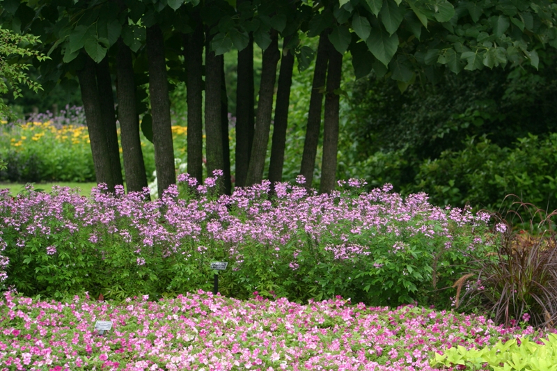 Picture of Cleome 'Senorita Rosalita' Senorita Rosalita Spider Flower