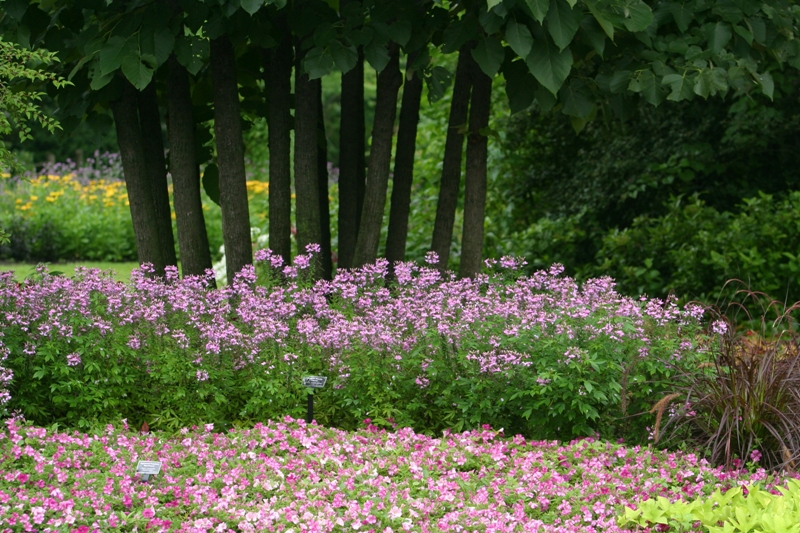 Picture of Cleome  'Senorita Rosalita' Senorita Rosalita Spider Flower