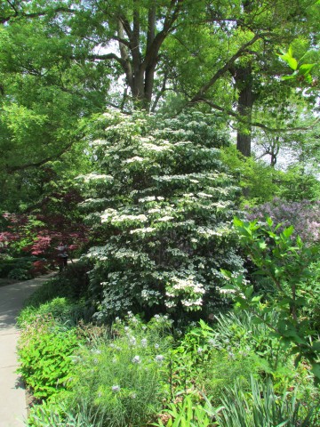 Viburnum plicatum f. tomentosum clevelandBotVirunumPlicatumPlant2.JPG