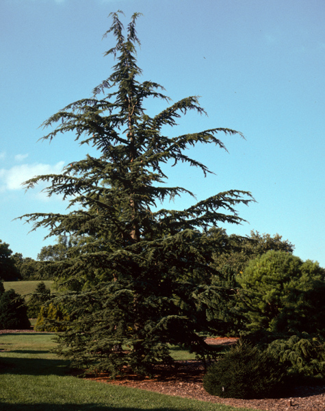 Picture of Cedrus libani var. stenocoma  Hardy Cedar of Lebanon