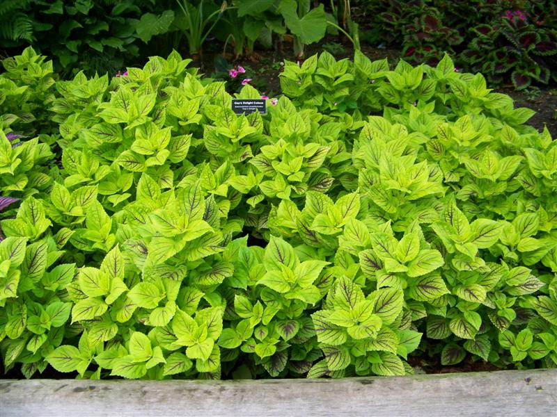 Picture of Solenostemon%20scutellarioides%20'Gay's%20Delight'%20Gay's%20Delight%20Coleus