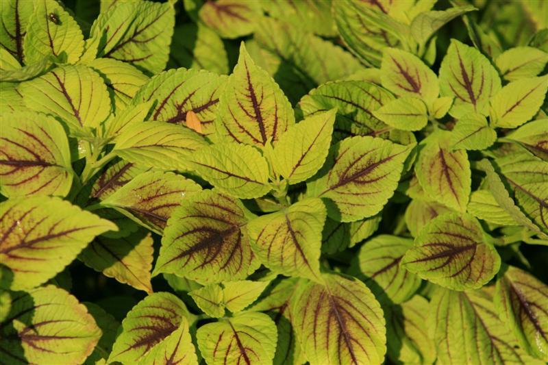 Picture of Solenostemon%20scutellarioides%20'Gay's%20Delight'%20Gay's%20Delight%20Coleus