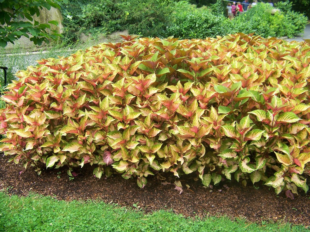 Picture of Solenostemon scutellarioides 'Amora' Amora Coleus