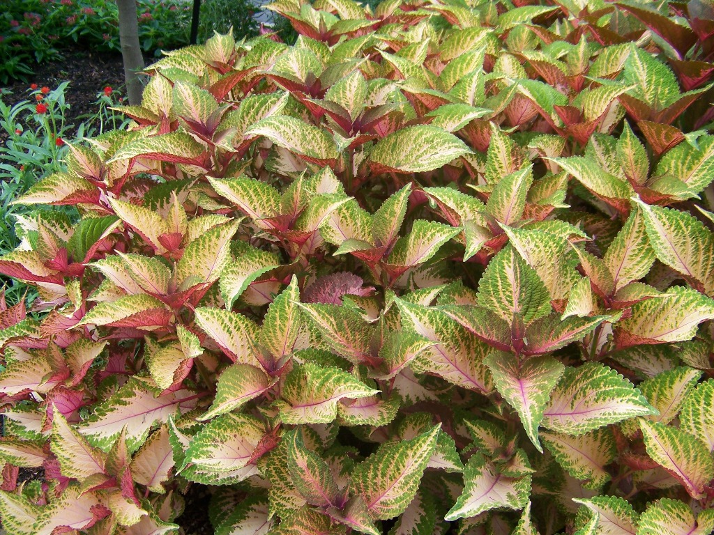 Picture of Solenostemon scutellarioides 'Amora' Amora Coleus