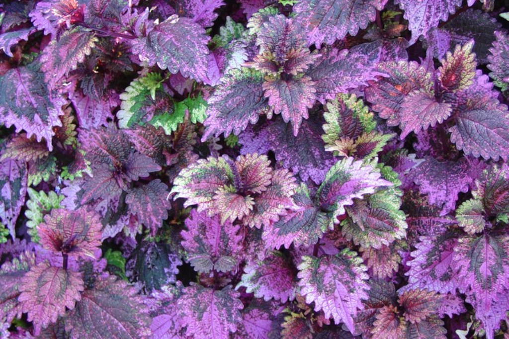 Picture of Solenostemon scutellarioides 'Cranmore' Cranmore Coleus