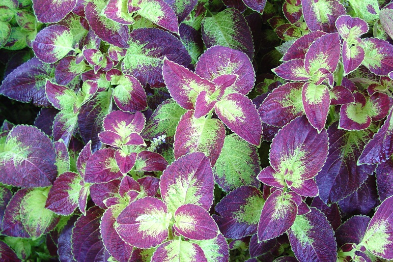 Picture of Solenostemon scutellarioides 'Colorblaze Dipt in Wine' Colorblaze Dipt in Wine Coleus