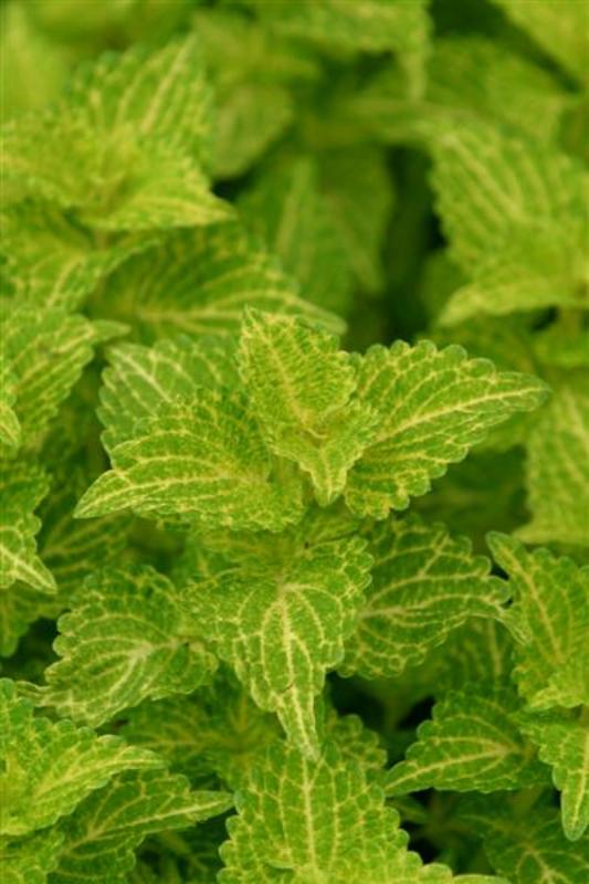 Picture of Solenostemon scutellarioides 'Electric Lime' Electric Lime Coleus